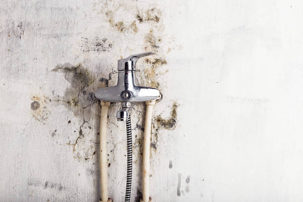 Best Best Mold Removal Companies  in Palisades Park, NJ