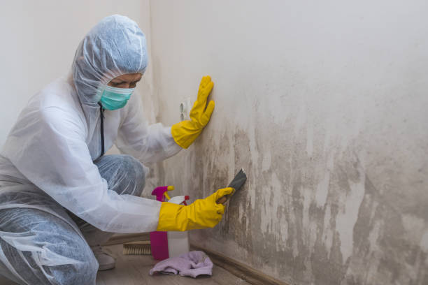 Palisades Park, NJ Mold Removal Company