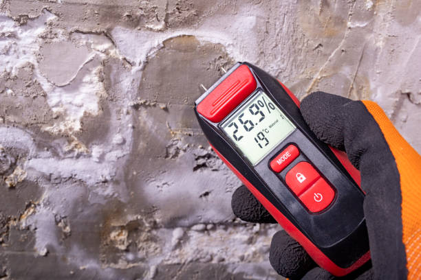 Best Mold Removal Near Me  in Palisades Park, NJ