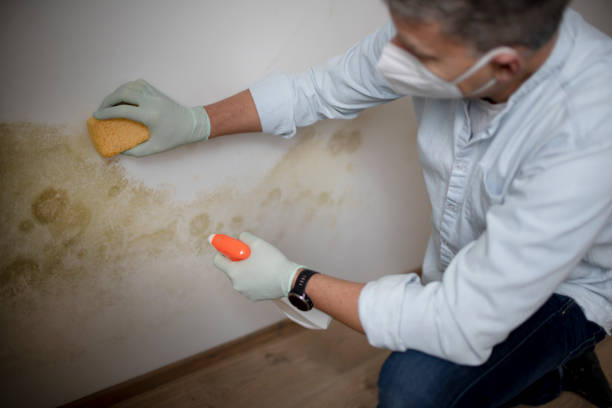 Best Emergency Mold Removal  in Palisades Park, NJ