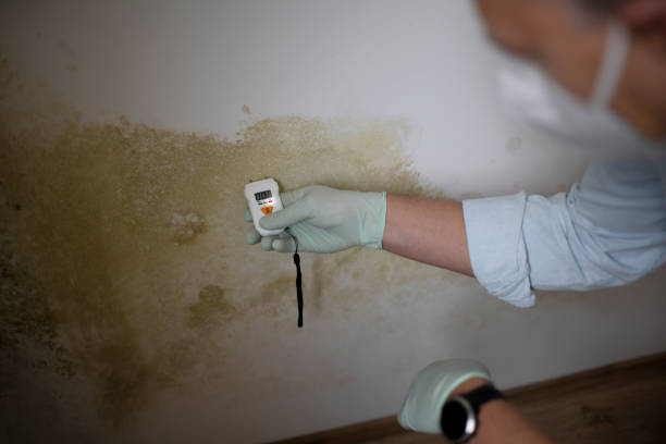 Best Home Mold Removal  in Palisades Park, NJ