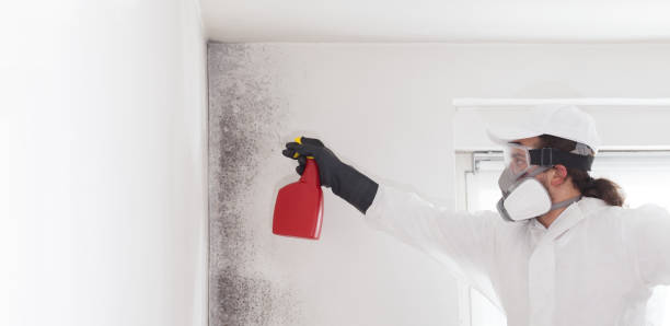 Best Commercial Mold Removal  in Palisades Park, NJ