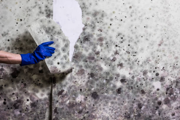 Best Affordable Mold Removal  in Palisades Park, NJ