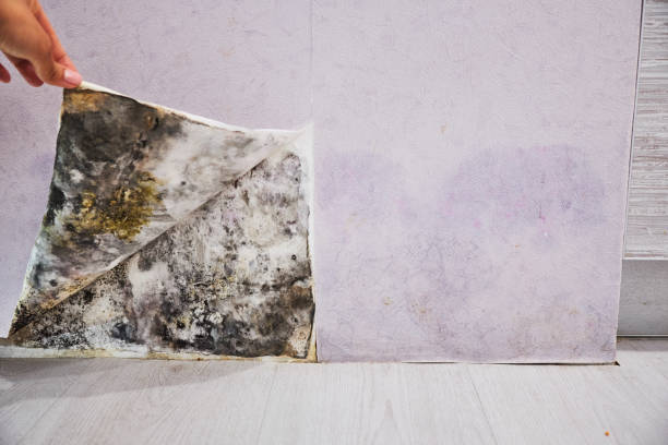 Best Water Damage Restoration  in Palisades Park, NJ
